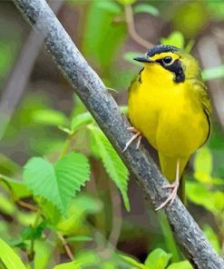 Cool Kentucky Warbler Paint By Numbers