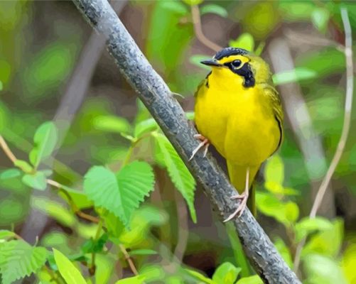 Cool Kentucky Warbler Paint By Numbers