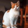 Cute Orange And White Cat Paint By Numbers