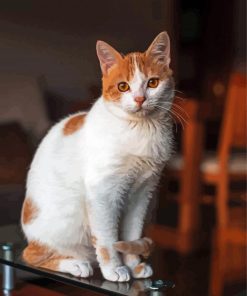 Cute Orange And White Cat Paint By Numbers