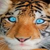 Cute Baby Blue Eyes Tiger Paint By Numbers