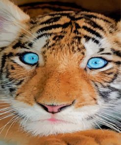 Cute Baby Blue Eyes Tiger Paint By Numbers