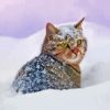 Cute Kitten Animals In Snow Paint By Numbers