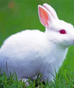 Cute Red Eyes Baby Bunny Paint By Numbers