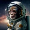 Cute Space Astronaut Chimp Paint By Numbers