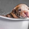 Dog Animal In Tub Paint By Numbers