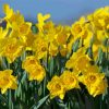 Field Of Daffodils Paint By Numbers