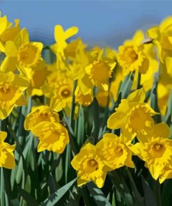 Field Of Daffodils Paint By Numbers