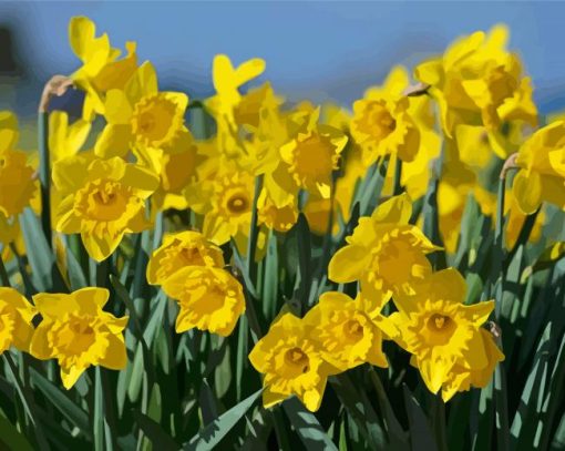 Field Of Daffodils Paint By Numbers