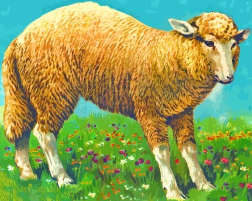 Fluffy Curly Sheep Paint By Numbers