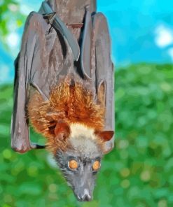 Giant Golden Crowned Flying Fox Bird Paint By Numbers