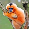 Gibbon Monkey Paint By Numbers