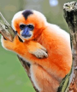 Gibbon Monkey Paint By Numbers