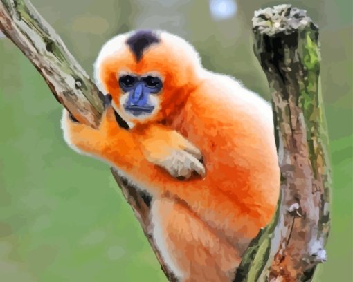 Gibbon Monkey Paint By Numbers