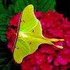 Moon Moth On Red Flowers Paint By Numbers