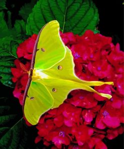 Moon Moth On Red Flowers Paint By Numbers