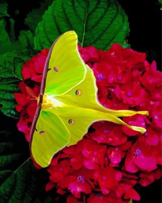 Moon Moth On Red Flowers Paint By Numbers