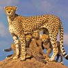 Mother Leopard And Her Babies Paint By Numbers