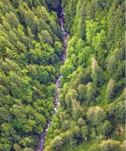 River Flowing Through Dense Forest Paint By Numbers