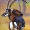 Sable Antelope Animal Paint By Numbers