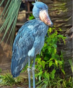 Shoebill Bird Paint By Numbers