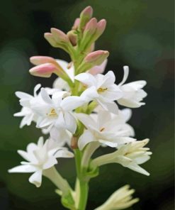 Tuberose Flowers Paint By Numbers