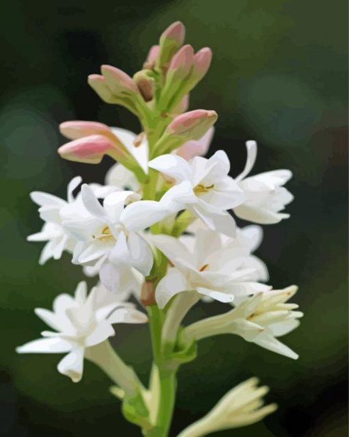 Tuberose Flowers Paint By Numbers