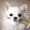 White Chihuahua With Flower Paint By Numbers