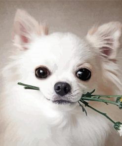 White Chihuahua With Flower Paint By Numbers