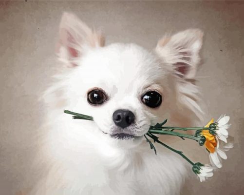 White Chihuahua With Flower Paint By Numbers