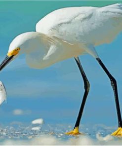 White Heron And Fish Paint By Numbers