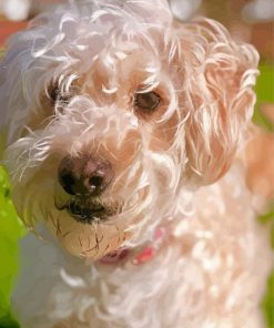 White Whoodle Dog Paint By Numbers