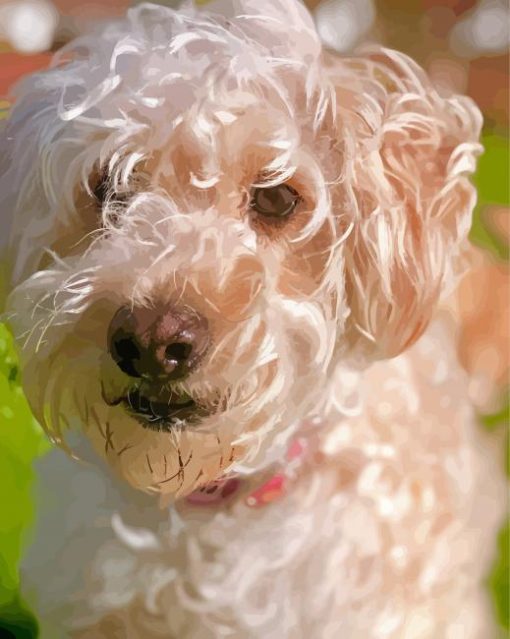 White Whoodle Dog Paint By Numbers