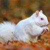 White Albino Squirrel Paint By Numbers