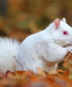 White Albino Squirrel Paint By Numbers