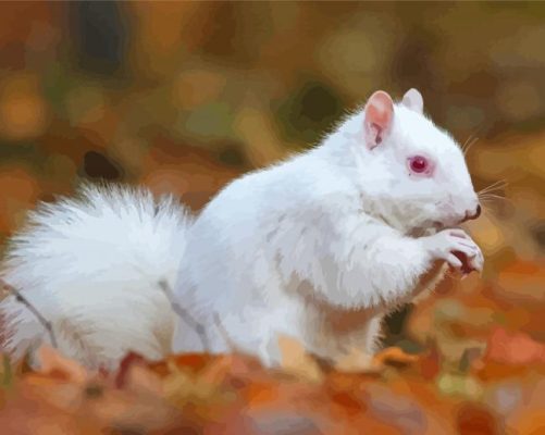 White Albino Squirrel Paint By Numbers