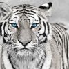 White Tiger With Blue Eyes Paint By Numbers