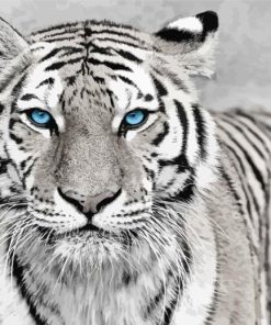 White Tiger With Blue Eyes Paint By Numbers