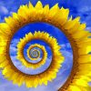 Abstract Spiral Sunflower Paint By Numbers