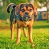 Aesthetic Puggle Dog Paint By Numbers