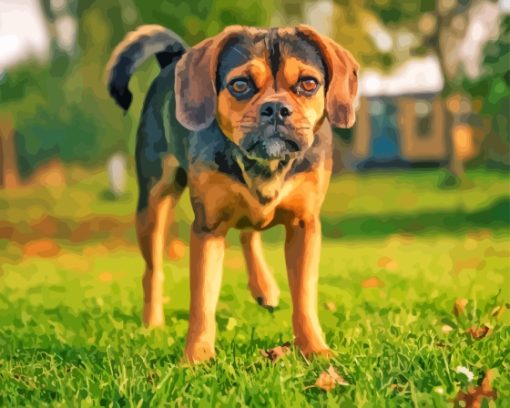 Aesthetic Puggle Dog Paint By Numbers