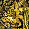 Black Yellow Snake Paint By Numbers