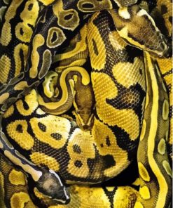 Black Yellow Snake Paint By Numbers