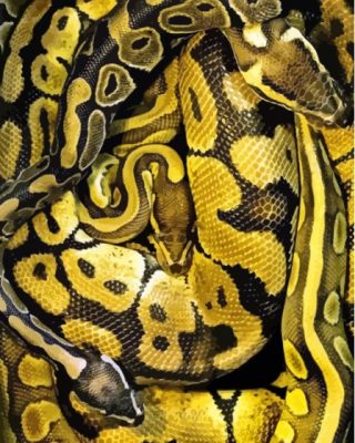 Black Yellow Snake Paint By Numbers