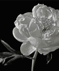 Black And White Blooming Peony Paint By Numbers