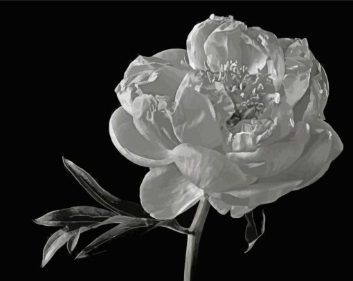 Black And White Blooming Peony Paint By Numbers