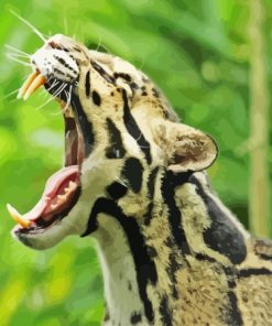 Clouded Leopard Paint By Numbers