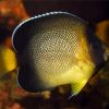 Cream Yellow Tail Angelfish Paint By Numbers