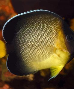 Cream Yellow Tail Angelfish Paint By Numbers