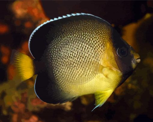 Cream Yellow Tail Angelfish Paint By Numbers